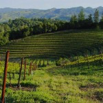 Speedy Creek Vineyard - Knights Valley