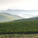 Santa Rita Hills Vineyards