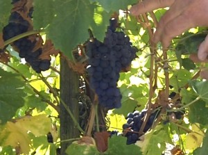 Red grape cluster