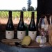 Small Vines – Brilliant 09 Russian River Pinot Noir Released