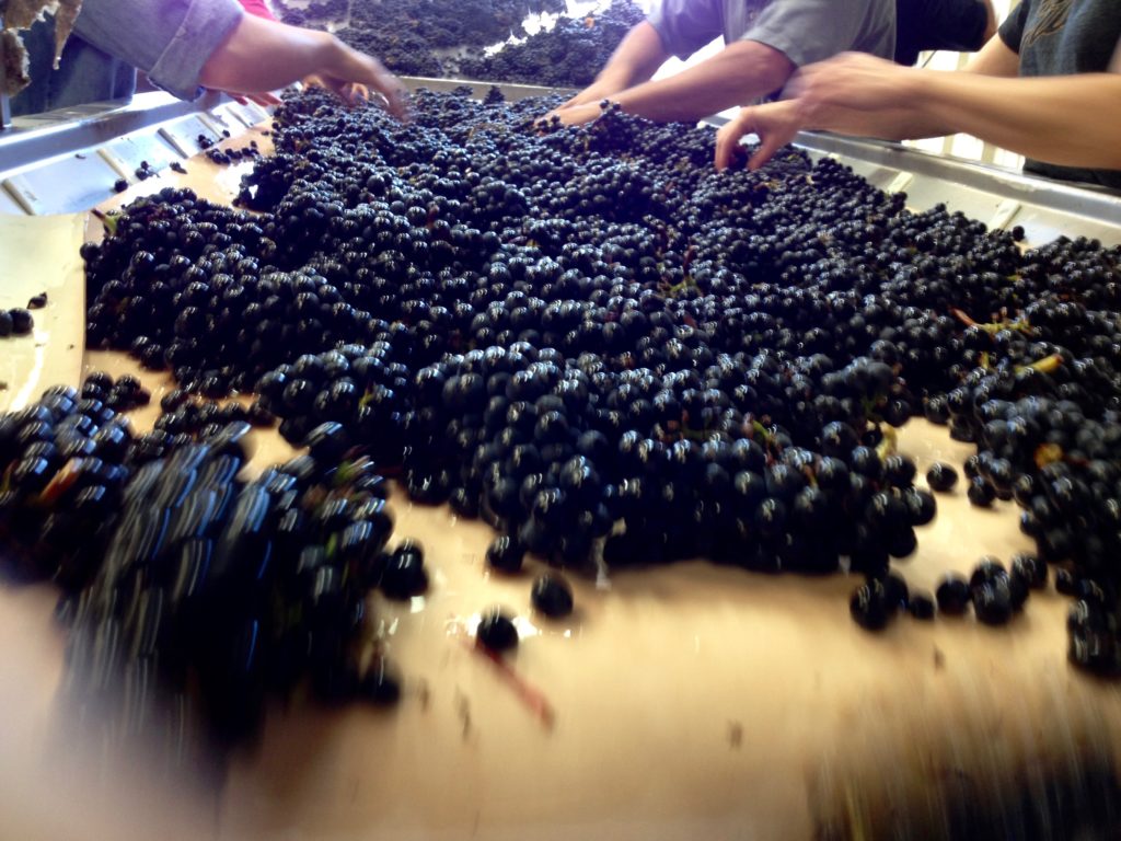 alt="red wine grape sorting table during harvest"