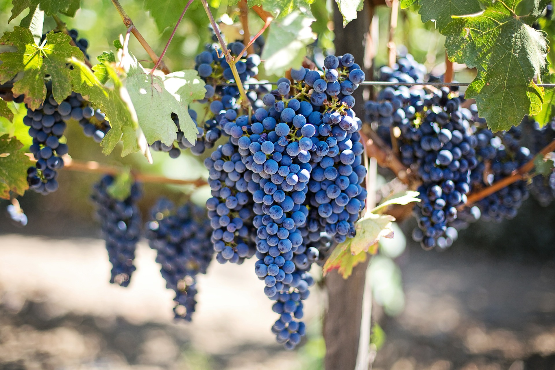 alt="grape clusters on the vine, cabernet sauvignon"