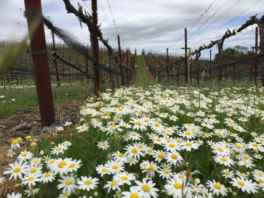 alt="vineyard rows in early spring with daisies"